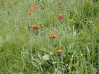 Orangerotes Habichtskraut